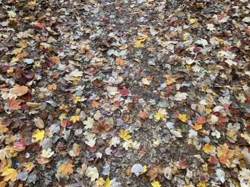 A ground covered with a colorful mix of fallen autumn leaves in various shades of yellow, orange, and red.