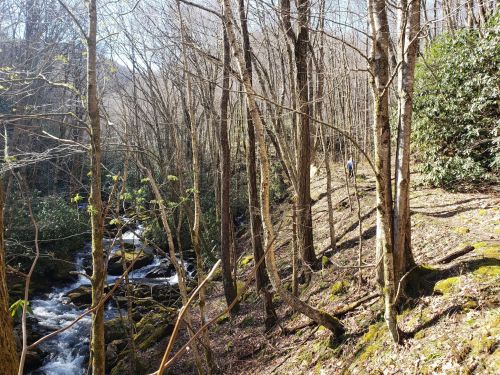 A serene forest scene with a winding stream and a person walking along a path among bare trees and mossy ground.