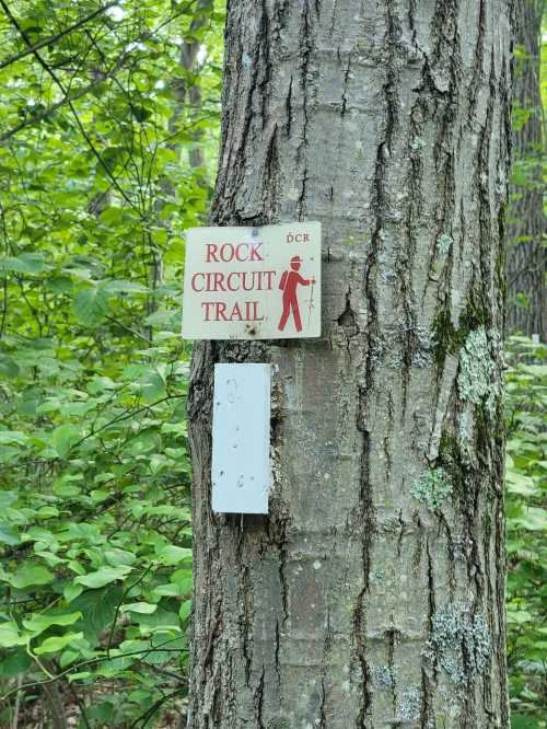 Sign on a tree indicating the Rock Circuit Trail, surrounded by lush green foliage.