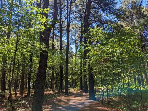 A sunlit forest path surrounded by tall trees and lush green foliage.