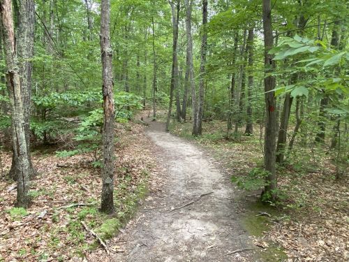 A winding dirt path through a lush green forest with trees and scattered leaves on the ground.