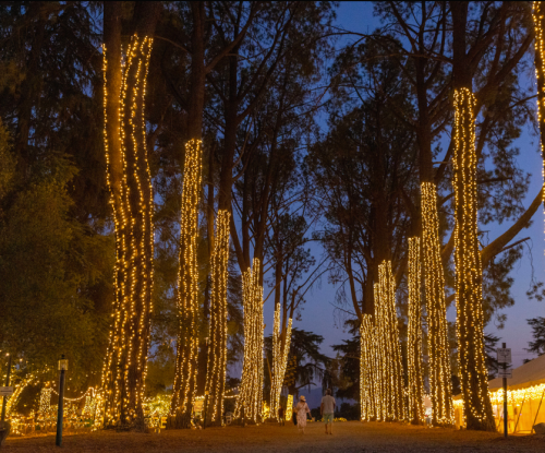 A pathway lined with tall trees wrapped in warm, glowing lights, creating a magical evening atmosphere.
