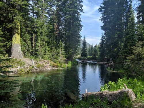 A serene forest scene featuring a calm, clear pond surrounded by tall green trees and lush vegetation.