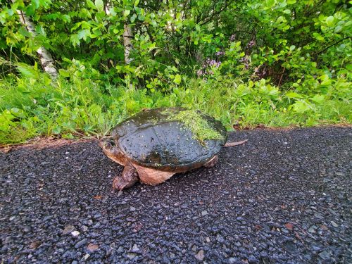 A turtle covered in moss and water sits on a wet, dark asphalt path surrounded by green foliage.