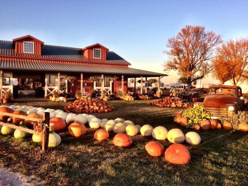 A rustic farm scene with a variety of pumpkins displayed in front of a red barn and an old truck under a clear sky.