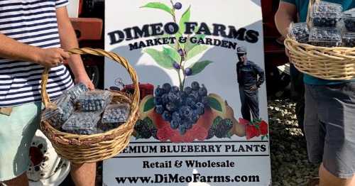 Two people holding baskets of blueberries in front of a sign for DiMeo Farms Market & Garden.