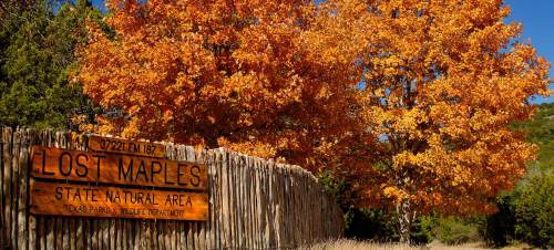 A vibrant orange tree stands beside a wooden sign for Lost Maples State Natural Area, surrounded by greenery.