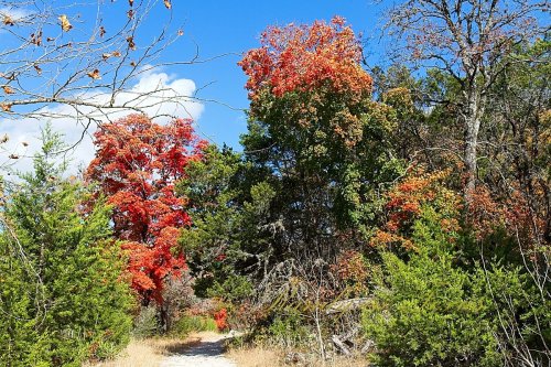 A scenic path through a forest with vibrant autumn foliage and a clear blue sky.
