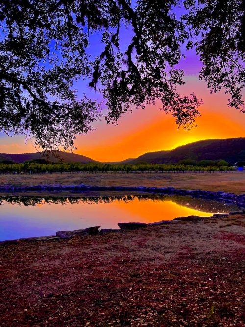 A serene sunset over a vineyard, reflecting in a calm pond, framed by trees and mountains in the background.