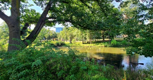 A serene park scene with lush greenery, a calm pond, and distant trees under a clear blue sky.