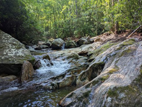 A serene stream flows over rocks in a lush, green forest, surrounded by trees and natural vegetation.