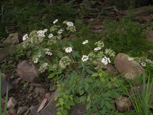 A cluster of white flowers blooms among green foliage and rocks in a natural setting.