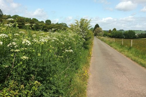 A peaceful country road lined with wildflowers and greenery, under a blue sky with fluffy clouds.