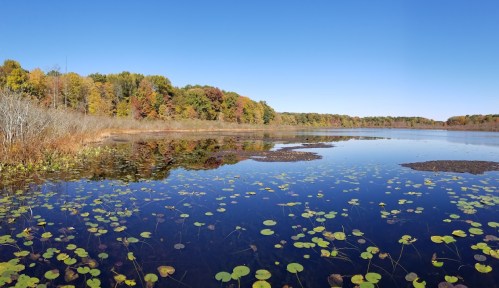 A serene lake surrounded by autumn foliage, with lily pads floating on the calm water under a clear blue sky.