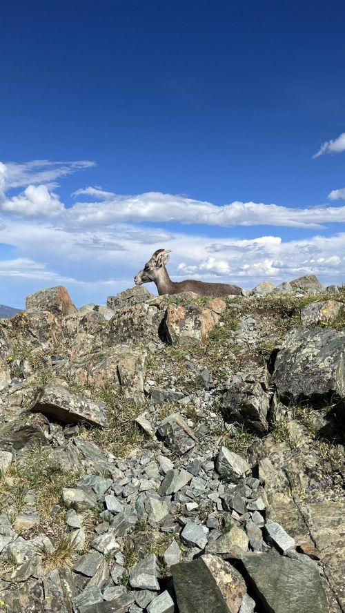 A deer resting on rocky terrain under a blue sky with scattered clouds.