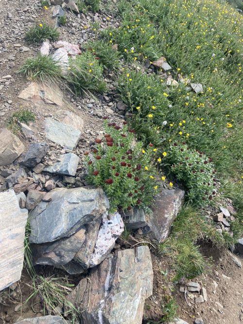 A patch of vibrant red flowers surrounded by green grass and rocky terrain in a natural landscape.
