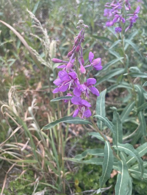 A close-up of purple flowers with green leaves, surrounded by tall grass in a natural setting.