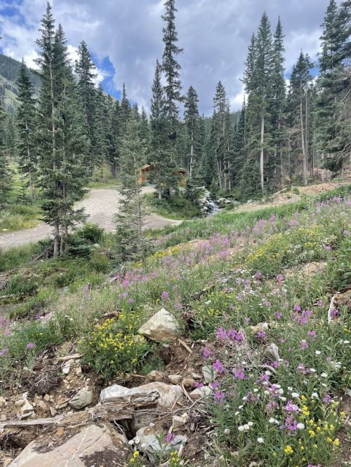 A scenic view of a forested area with wildflowers in bloom, a gravel path, and a cabin in the background.