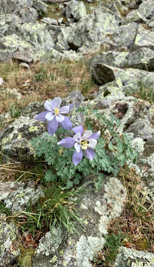 Two purple columbine flowers bloom among rocky terrain, surrounded by green foliage and moss.