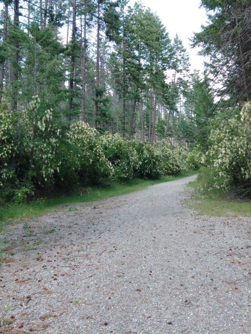 A gravel path winding through a forest with tall trees and flowering bushes on either side.