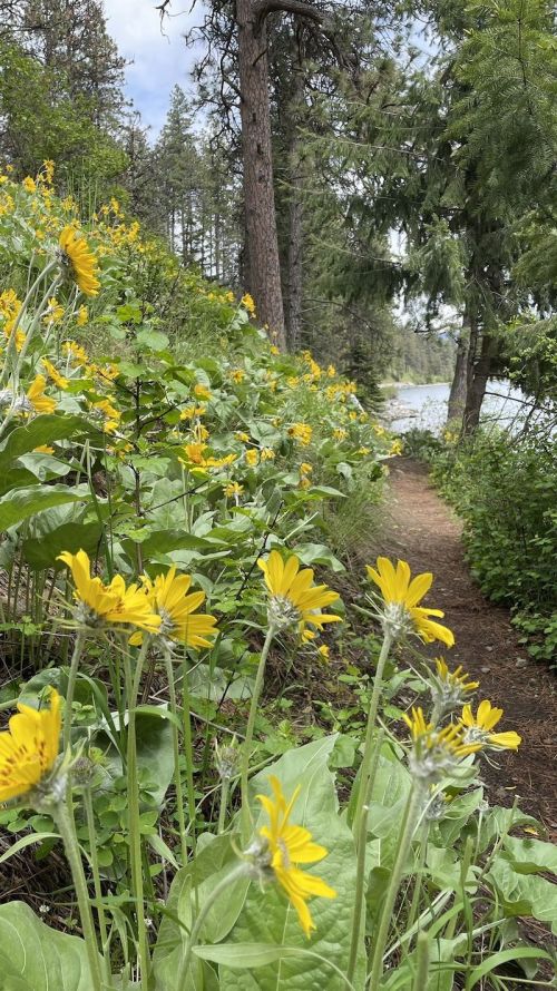 A scenic path lined with vibrant yellow flowers and lush greenery, leading towards a serene body of water.