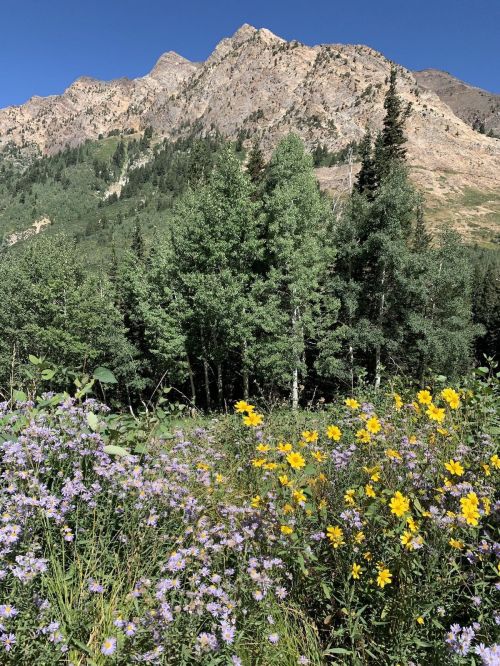 A vibrant field of wildflowers in the foreground, with lush green trees and a mountain range in the background.