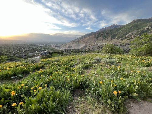 A scenic view of a valley with blooming yellow flowers, mountains in the background, and a sunset sky.