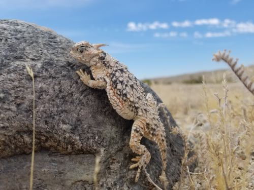 A textured lizard climbs a rocky surface in a dry, grassy landscape under a blue sky with scattered clouds.