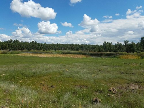 A serene landscape featuring a grassy field, a calm lake, and fluffy clouds in a blue sky, surrounded by trees.