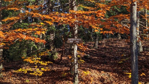 A wooden sign reading "Hedgehog Trail" stands among vibrant autumn leaves in a forest setting.