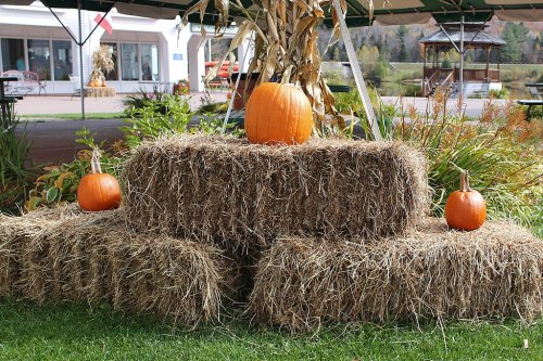 A display of hay bales with three pumpkins, set outdoors under a tent with greenery in the background.
