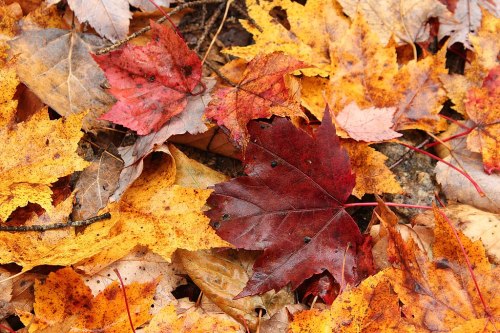 A colorful assortment of autumn leaves in shades of red, orange, and yellow scattered on the ground.