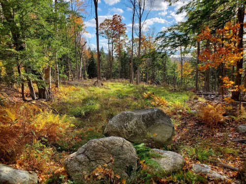 A serene forest scene with colorful autumn foliage, large rocks, and a bright blue sky dotted with clouds.