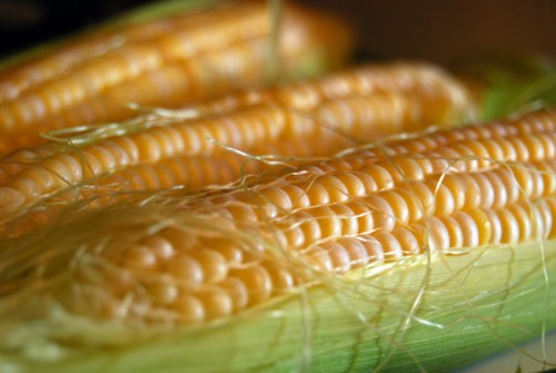 Close-up of fresh corn on the cob, showcasing golden kernels and green husks.