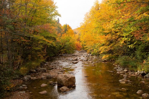 A serene river flows through a vibrant autumn landscape with colorful trees and scattered rocks along the banks.