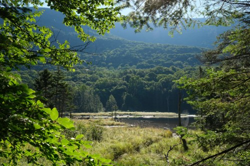 Lush green landscape with a serene lake surrounded by trees and mountains under a clear blue sky.