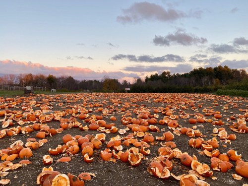A field scattered with broken pumpkin halves under a colorful sunset sky.