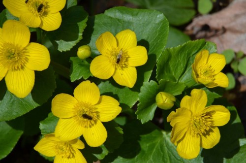 Bright yellow flowers with green leaves, blooming in a natural setting, showcasing their vibrant petals and buds.