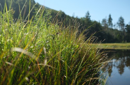 Lush green grass by a calm water body, with trees and hills in the background under a clear blue sky.