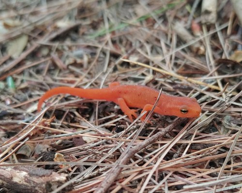A small orange salamander crawling on a bed of pine needles and twigs.