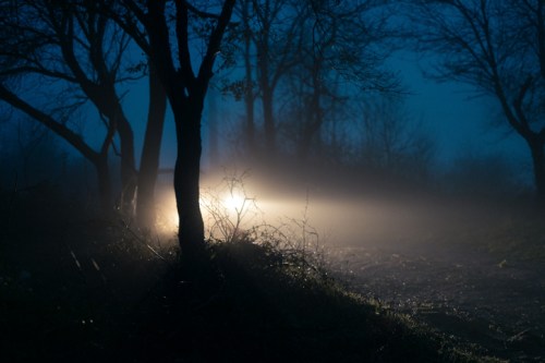 A dimly lit path through foggy trees, with a car's headlights illuminating the scene at night.