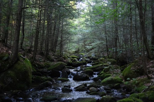 A serene forest scene with a small stream flowing over moss-covered rocks, surrounded by tall trees.