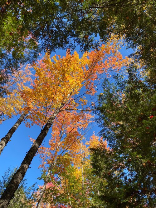 Tall trees with vibrant autumn leaves in shades of orange and yellow against a clear blue sky.