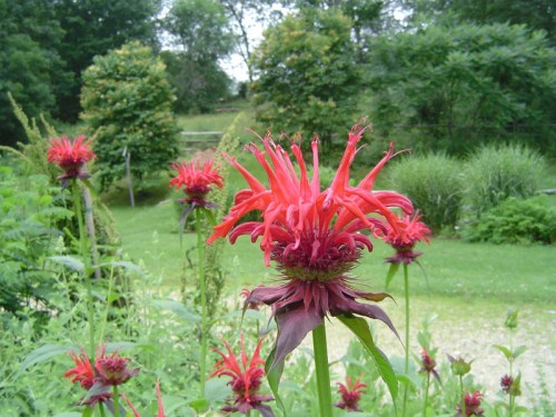 Bright red flowers with long, spiky petals stand out against a lush green background of trees and grass.