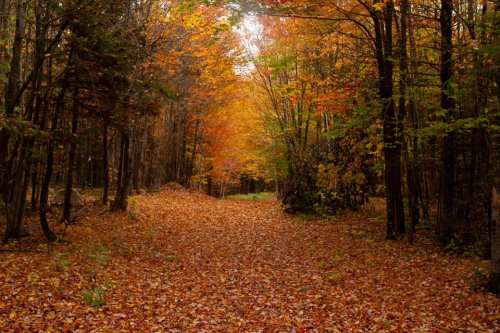 A serene forest path covered in vibrant autumn leaves, surrounded by colorful trees.