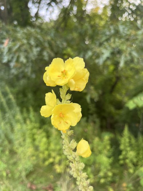 A close-up of bright yellow flowers on a tall stem, set against a blurred green background.