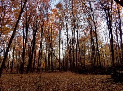 A serene forest scene in autumn, with tall trees and a carpet of fallen leaves in warm orange and yellow hues.