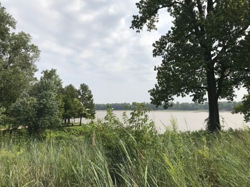 A serene view of a lake surrounded by trees and tall grass under a cloudy sky.