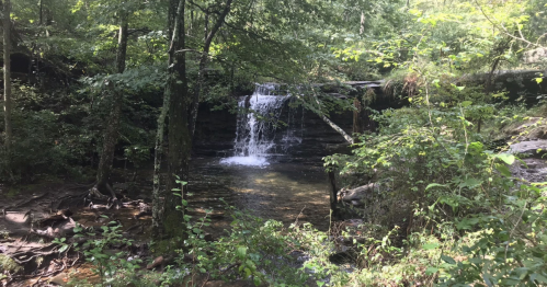 A serene waterfall cascades into a clear pool, surrounded by lush green trees and foliage in a tranquil forest setting.