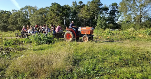 A tractor pulls a trailer with people through a field surrounded by greenery and trees on a sunny day.